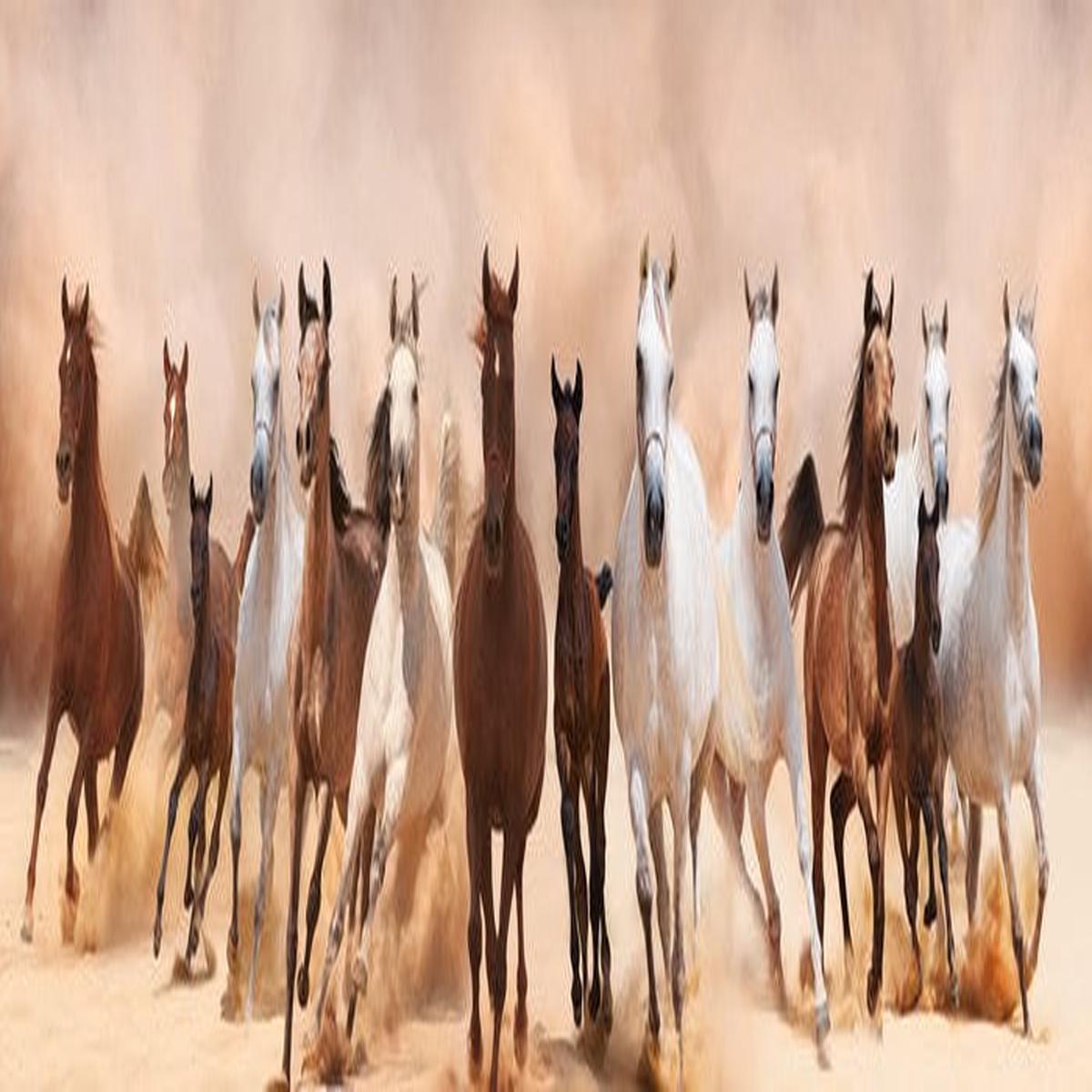 Galloping panoramic