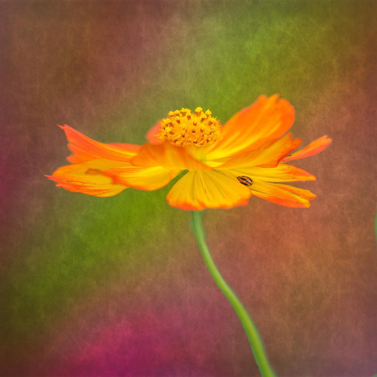 Spring lady