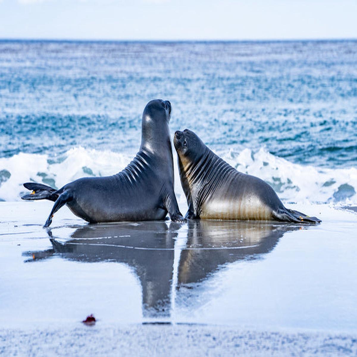 Sea lion love