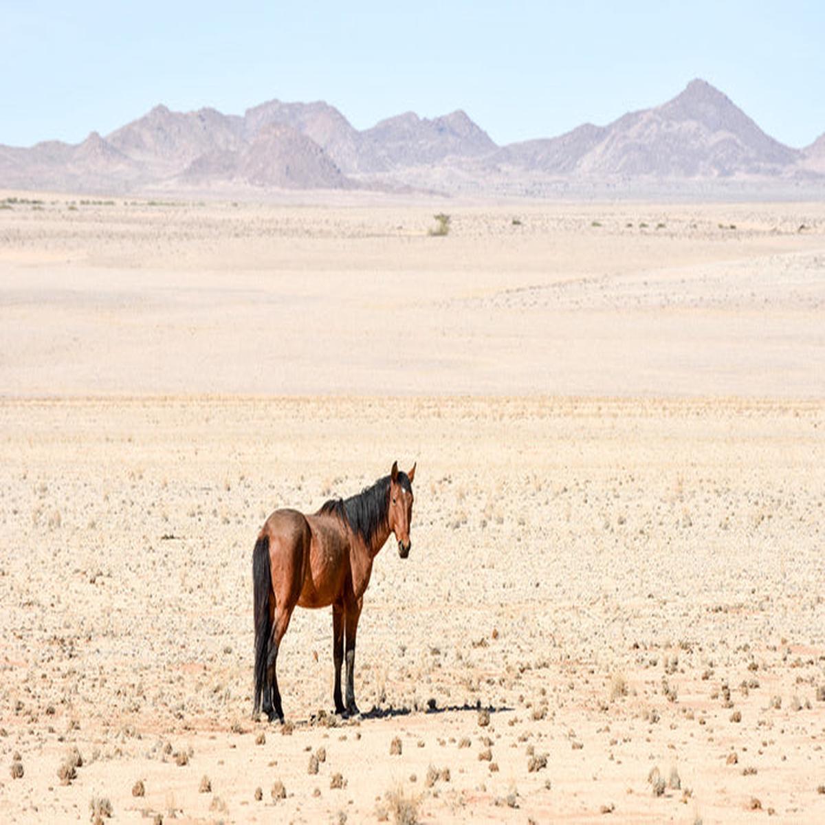 Lost in the desert