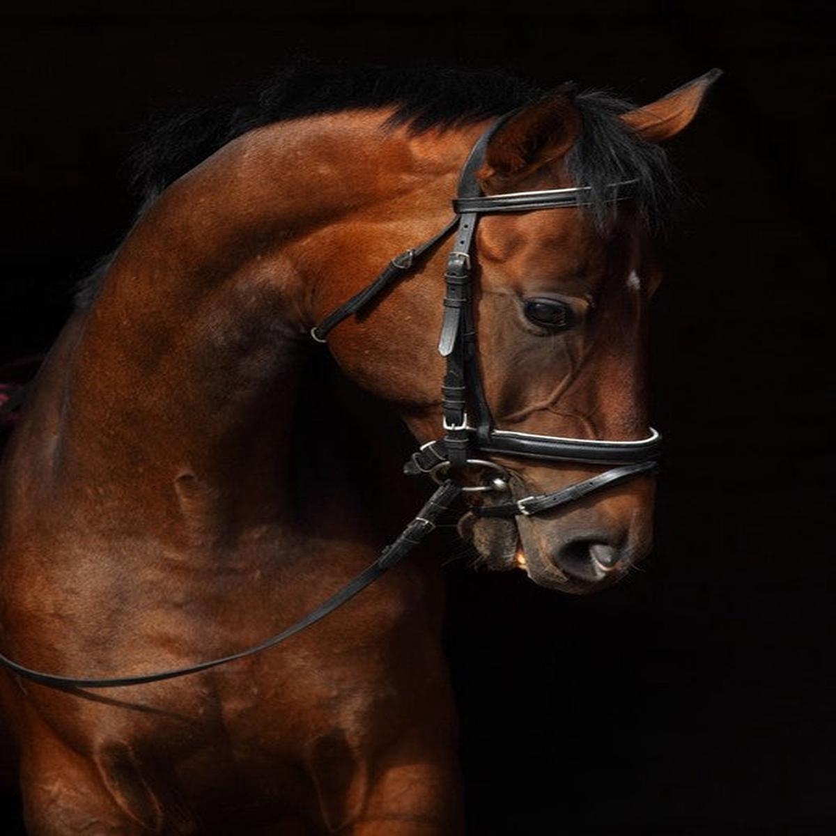 Trakehner bay