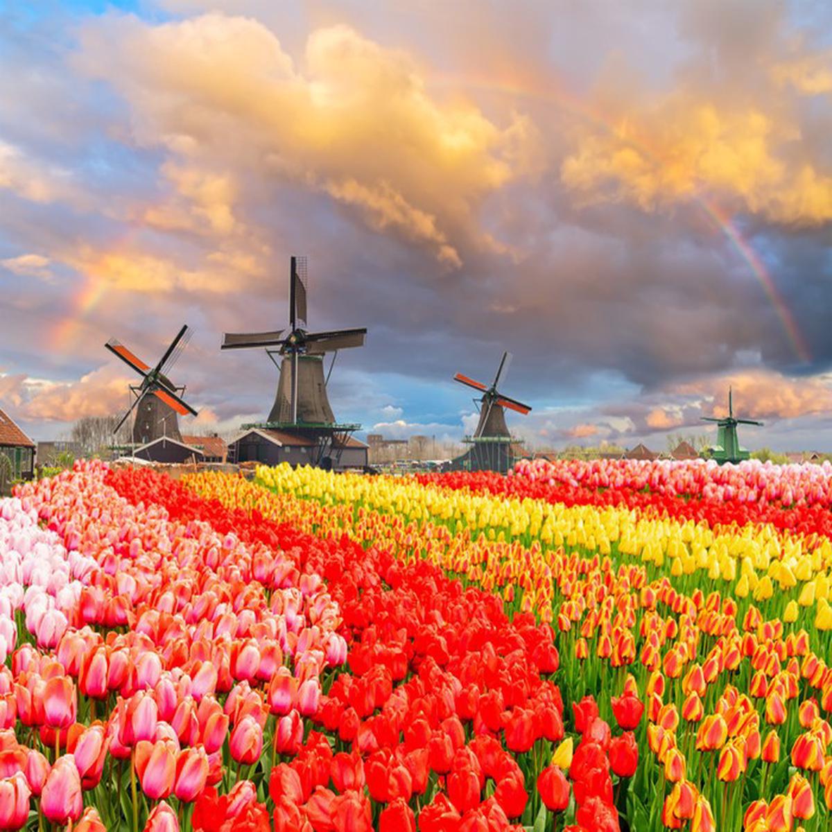 Tulip meadow mills