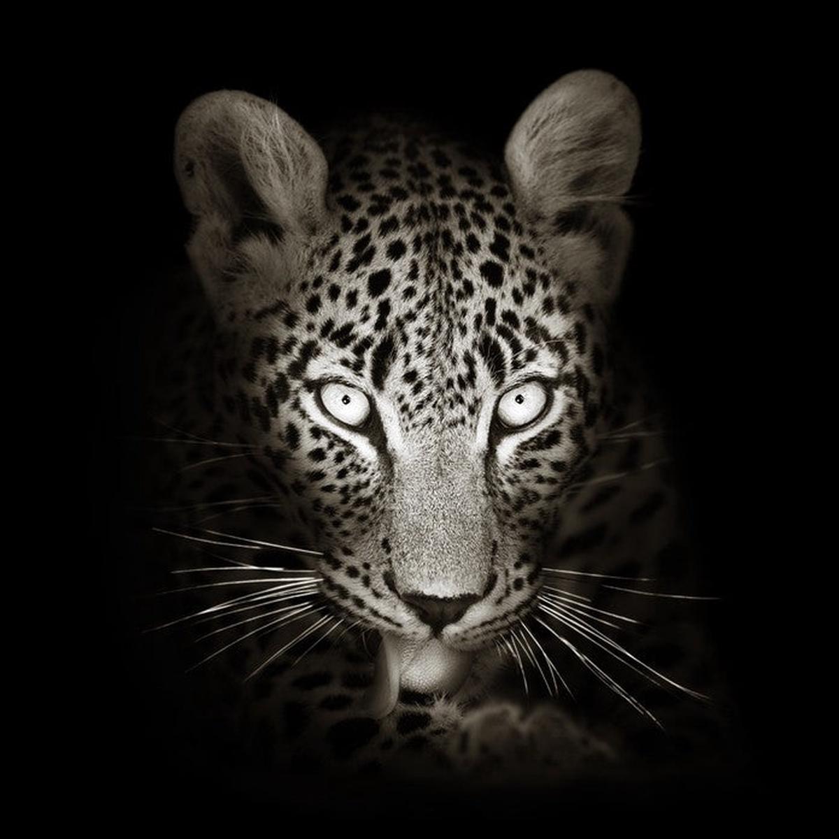 The intense leopard