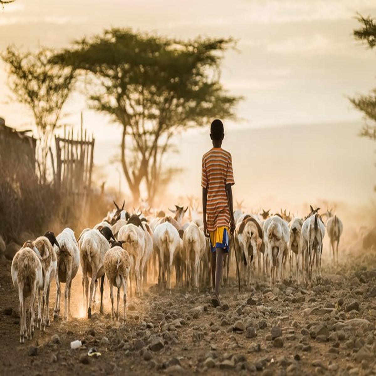 Hometime herd