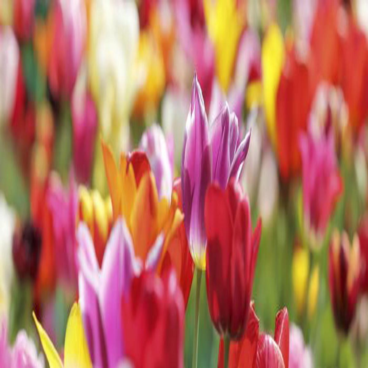 Sunny tulips panorama