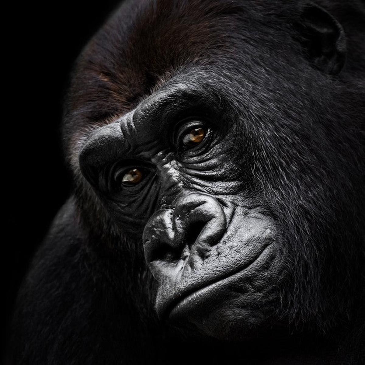 The glum gorilla