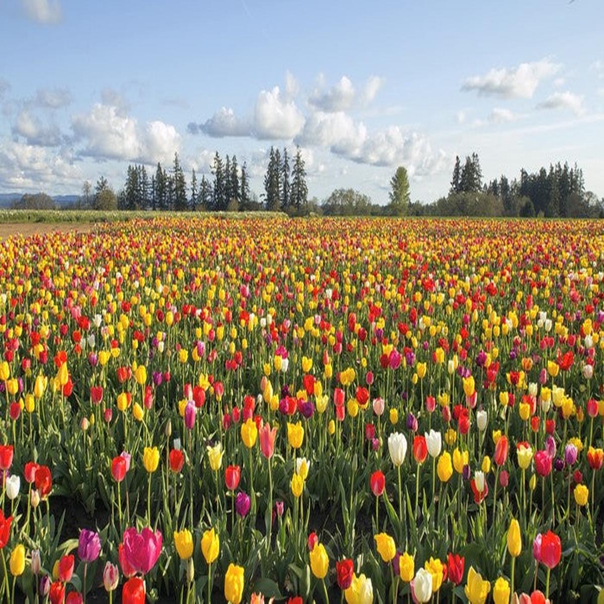 Tulips forever