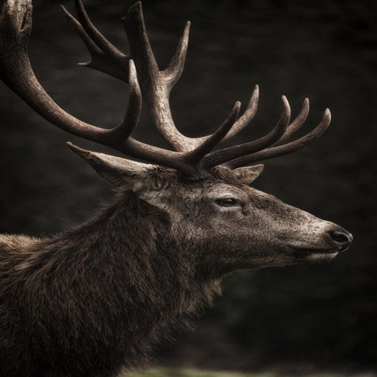 Stag night