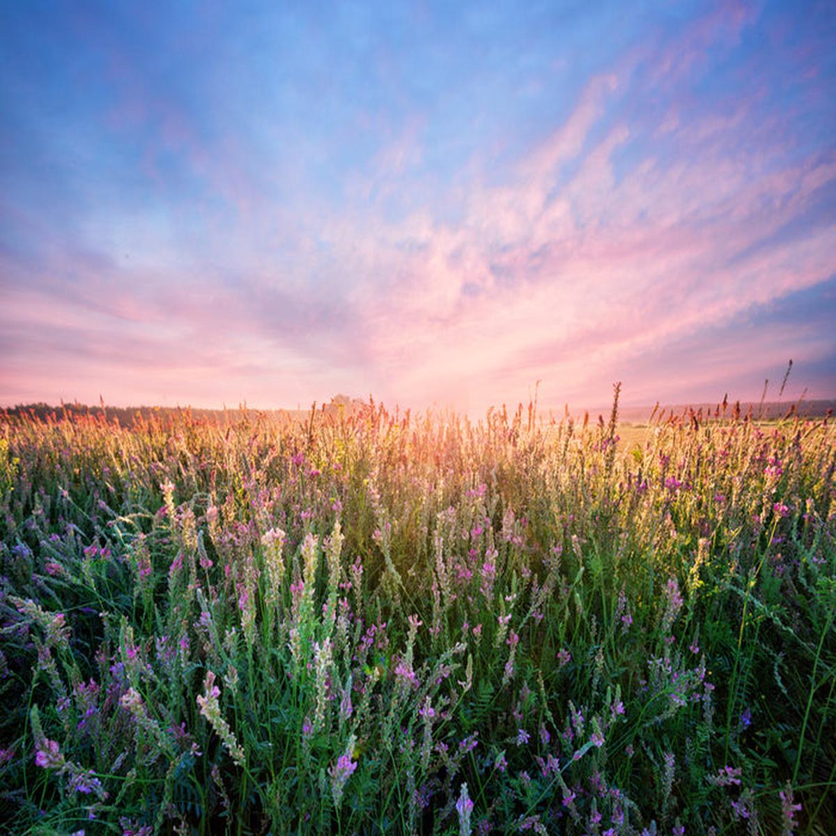 Alfalfa flower dawn