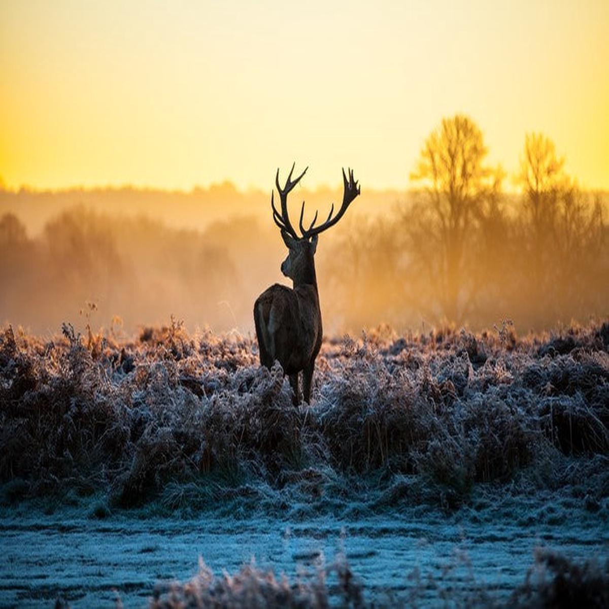 Deer in the mist