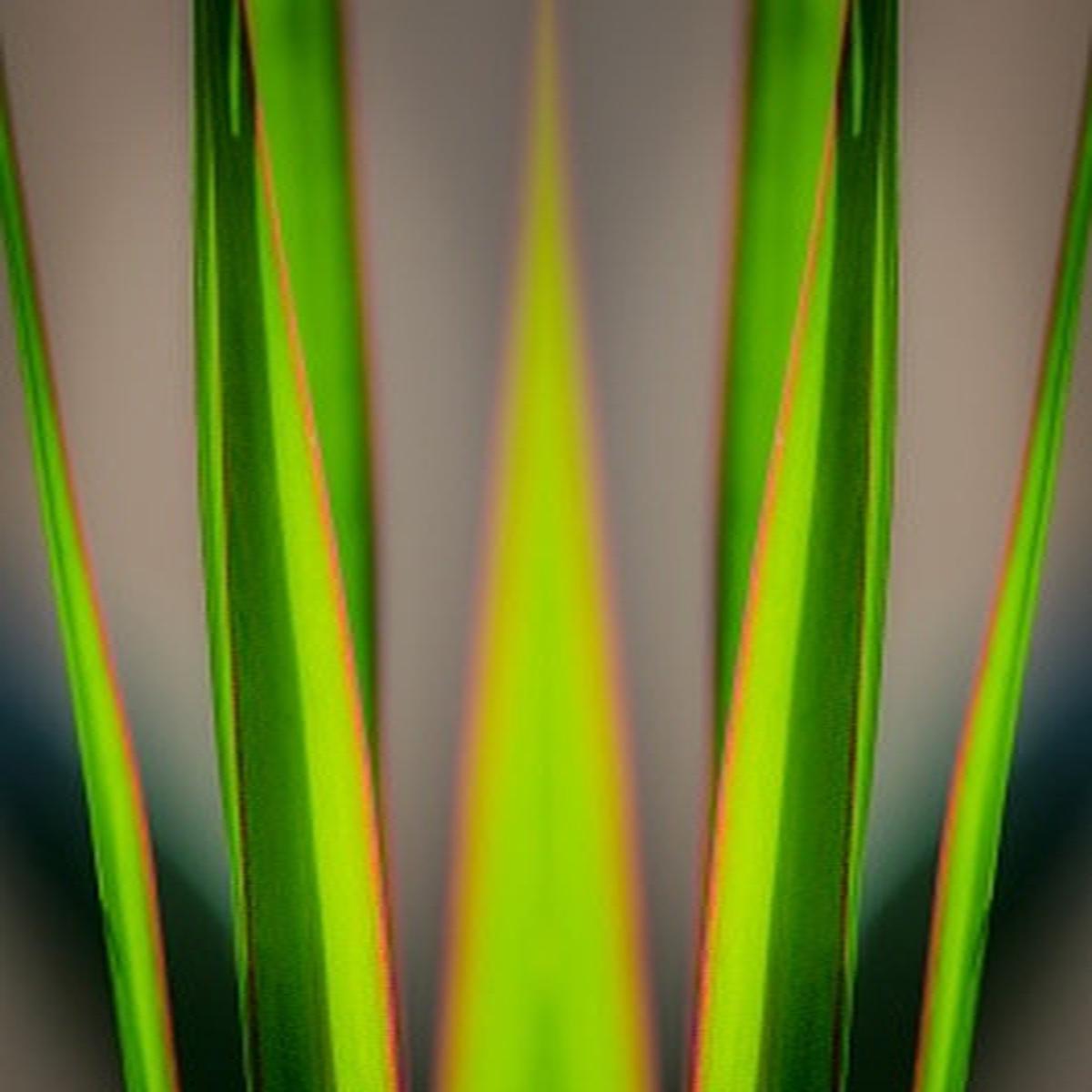 Dracaena leaves