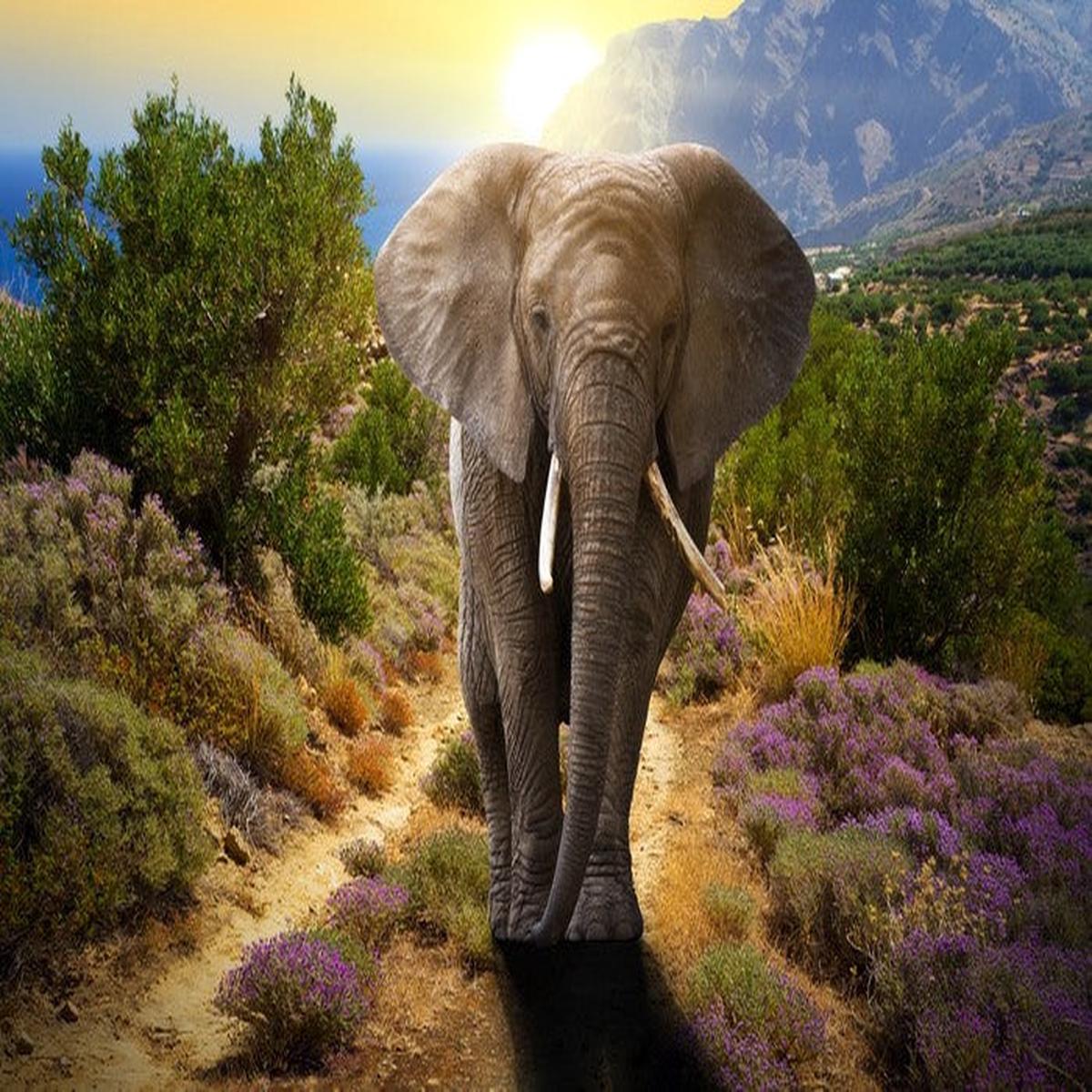 Elephant stroll