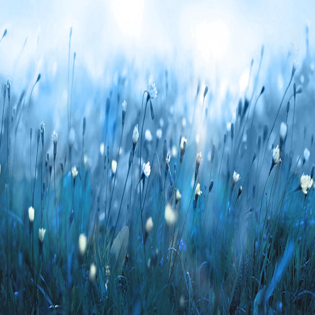 Misty meadow morning