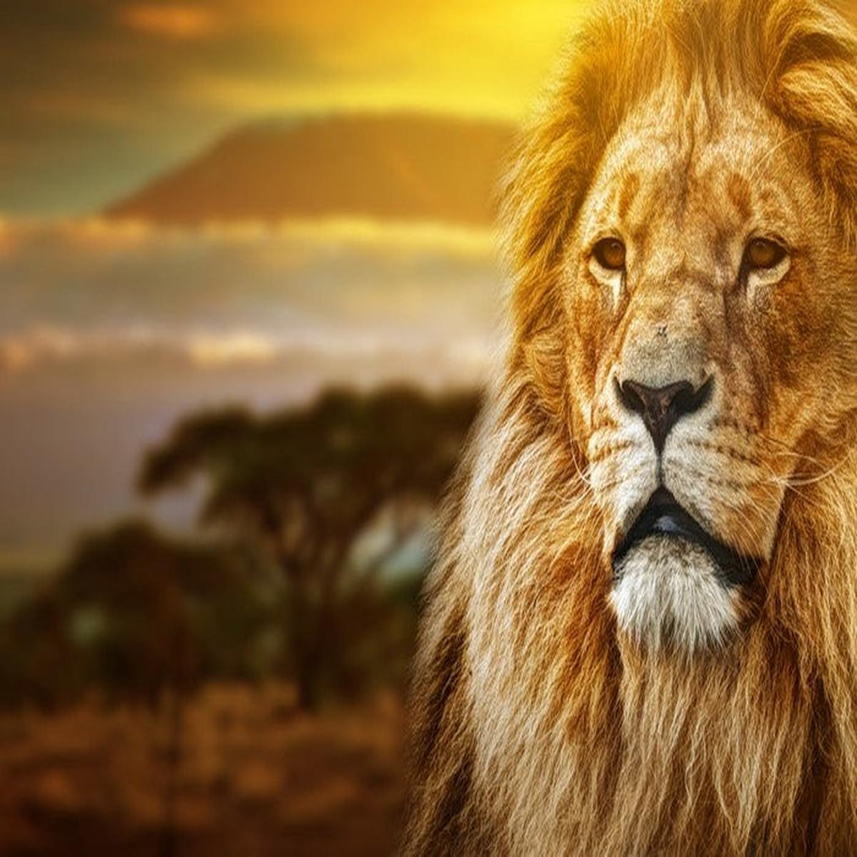 Mount Kilimanjaro lion